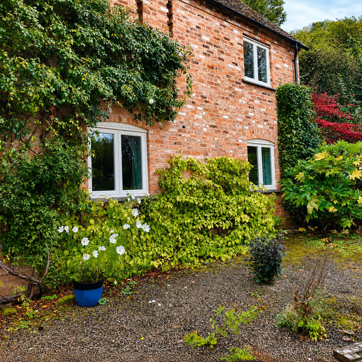 White windows in an ivy-covered brick cottage